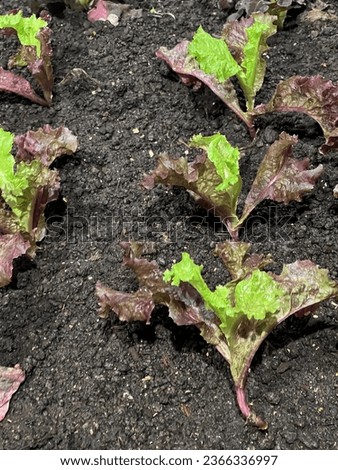 a photography of a garden with lettuce growing in the soil, head cabbage plants in a garden bed with dirt and dirt.