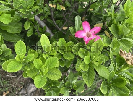 a photography of a pink flower is growing on a bush, flowerpotted plant with pink flower in middle of green leaves.