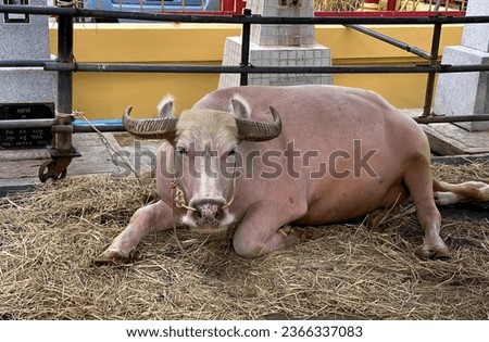a photography of a cow laying on hay in a pen, asiatic buffalo laying on hay in enclosure with yellow building in background.