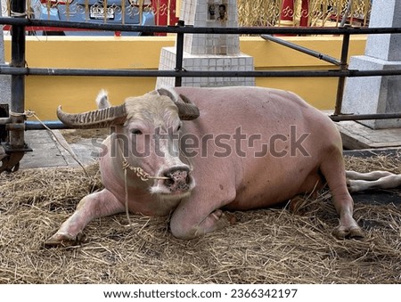 a photography of a cow laying on hay in a pen, asiatic buffalo laying on hay in a pen with a chain around its neck.