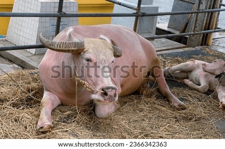 a photography of a cow laying down in a pen with a baby cow, asiatic buffalo laying on hay with baby cow in pen.
