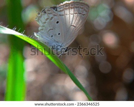 Euchrysops cnejus butterfly on grass leaves
