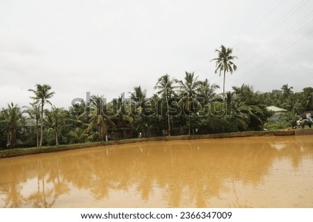 muddy rice field. Preparing Paddy Fields For Rice Making. Farmer ploughing rice field using tractor accompanied by white cranes looking for food