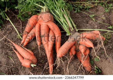Curved curved carrots on the background of the ground. Crooked roots in carrots due to improper watering. Royalty-Free Stock Photo #2366347799