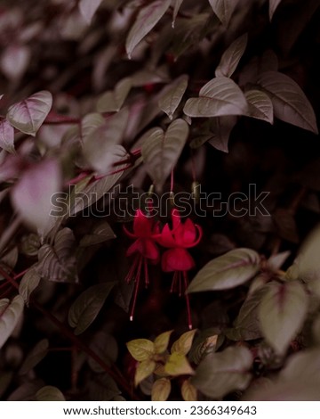 Moody flora in the deep forest at night magical hanging fruit beautiful red flowers in dark garden with lush forest leaves and foliage at dusk forestcore evening flowers deep in the forest.