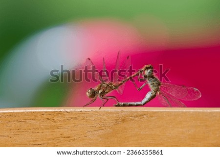 A mating pair of dragonfly Sympetrum striolatum aka common darter. Isolated on green and pink blurred background. Late summer. Czech republic nature.