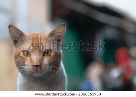 A portrait of a lonely orange street cat with a difficult fate and a snotty nose, sitting and posing on a residential roadside. 