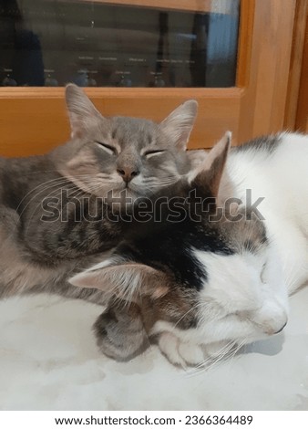 Two sleeping cats, look very familiar and cute