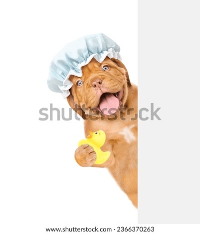 Mastiff puppy wearing shower cap holds rubber duck and looks from behind empty white banner