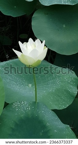 A beautiful white lotus flower blooming