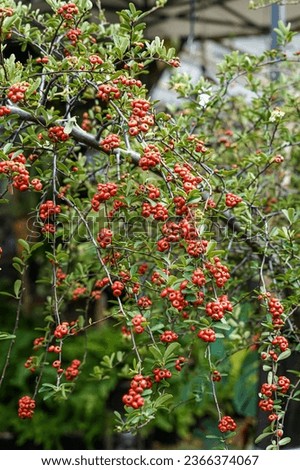 Scarlet firehorn (Pyracantha coccinea), red firethorn Royalty-Free Stock Photo #2366374067