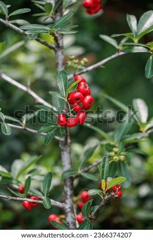 Scarlet firehorn (Pyracantha coccinea), red firethorn Royalty-Free Stock Photo #2366374207