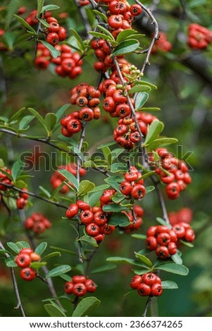 Scarlet firehorn (Pyracantha coccinea), red firethorn Royalty-Free Stock Photo #2366374265