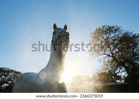 Pet white horse in halter getting bath during summer sunset on farm with water in motion from hose, animal care concept.
