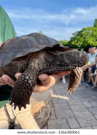 A bunch of hands reaching out to pet the Asian Forest Tortoise. Royalty-Free Stock Photo #2366380061