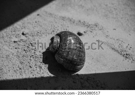 black and white of an empty snail shell with a shadow on the side