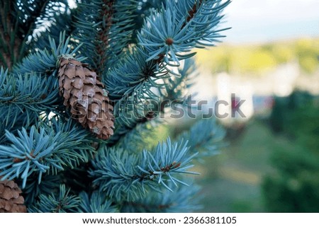 a branch of a blue spruce with needles and cones in resin against the background of blurred silhouettes of houses and trees in a city park. High quality photo