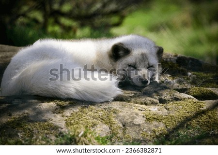 Arctic fox resting on ground during spring