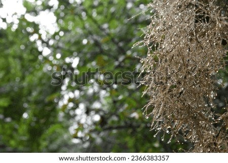 Graceful tiny flowers of Cotinus coggygria  covered with raindrops look like jewels with beautiful leaves. Natural design. Selective focus.Place for text.
 Royalty-Free Stock Photo #2366383357
