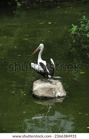 Portrait picture of Pelican, in their natural habitat