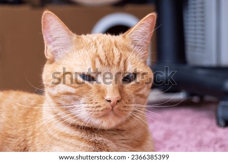 Ginger cat on carpet at home portrait close up