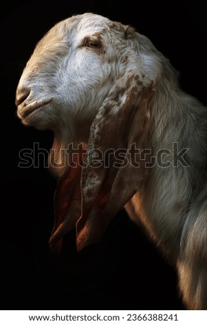 Goat portrait picture in color