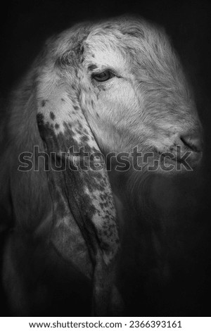 Goat portrait in black and white format