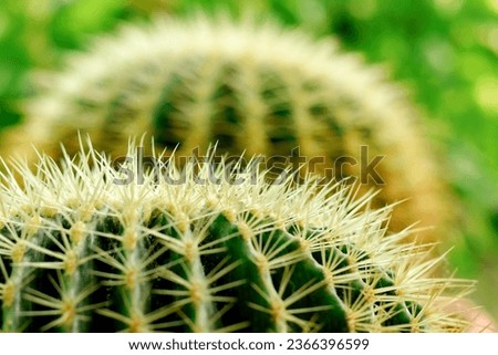 Close up image of Golden Barrel Cactus or Echinocactus grusonii in  garden.