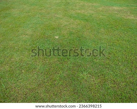 Green grass, Green grass texture, Seamless grass texture.