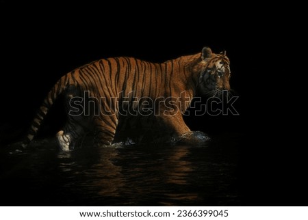 Fine Art portrait picture of "Bengal Tiger", in color with grainy