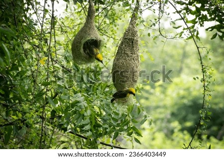 Weaver Birds Nest Building, beautiful  birds Royalty-Free Stock Photo #2366403449