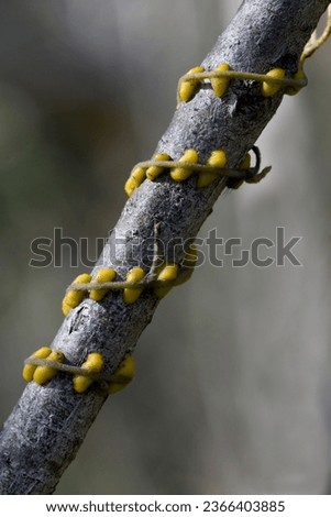 Close up of twining stem and haustoria of the parasitic vine Cassytha pubescens, family Lauraceae. Known as Dodder Laurel or Devils Twine. Taps into xylem of host plant to extract water and nutrients Royalty-Free Stock Photo #2366403885