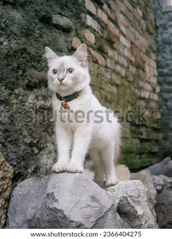 a white cat standing on the rock 