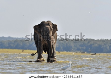 The male elephant, Whose leg was injured by a trap, is down in the water in pain