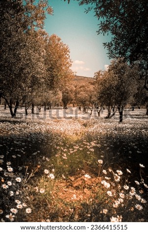 Daisies in bloom in the olive grove