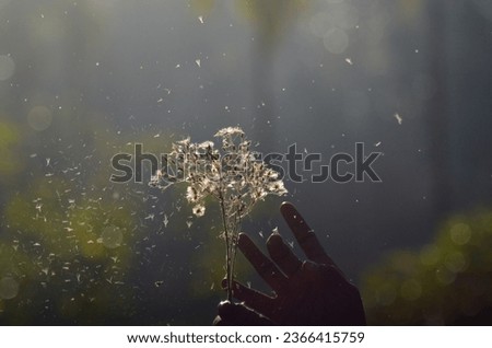 Dandelions. A Beautiful visual of Indie dandelion flower spread by a hand and wind creates a beautiful scattering its flower particles. Picture took in Idukki, Kerala, India