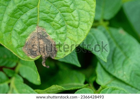 Symptoms of late blight on upper surfaces of potato leaflets Royalty-Free Stock Photo #2366428493