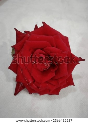 A single red rose, its petals exuding timeless beauty and symbolizing love and passion.