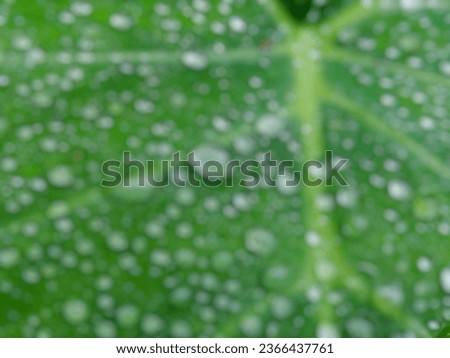 defocused background texture of water droplets on the leaf surface