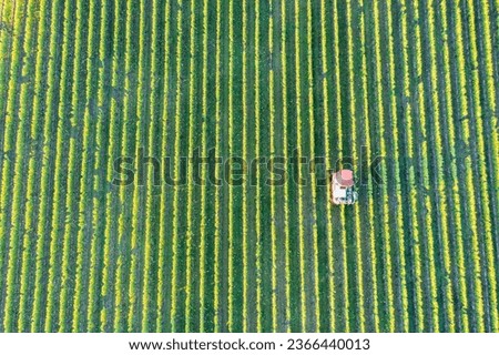 Top view of a vineyard near Eltville am Rhein - Germany where the grapes are currently being harvested
