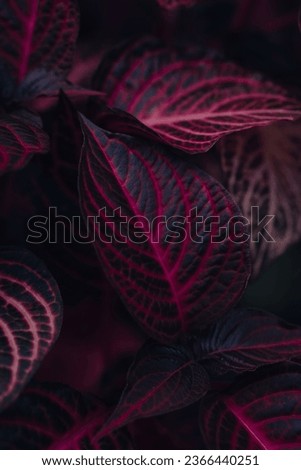 Pink leaves, purple foliage, wild flower, beautiful background wallpaper, autumn reds
