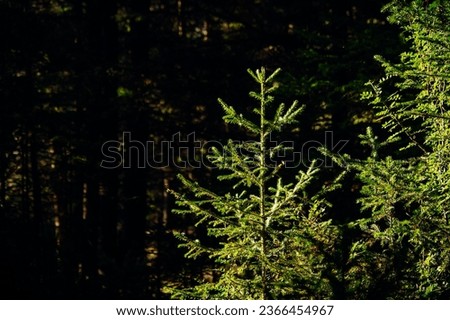 Young evergreen fir trees in sunlight. Blurred dark forest background with copy space. Christmas mockup for design.
