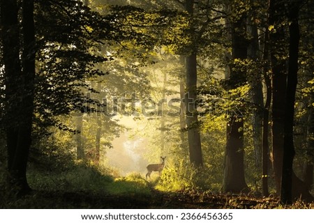 Deer on a forest path during sunrise in early autumn. Royalty-Free Stock Photo #2366456365