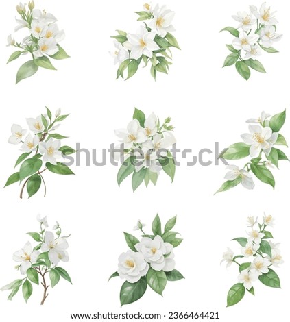 White watercolor jasmine flowers, buds and leaves set on white background. Vector illustration Royalty-Free Stock Photo #2366464421