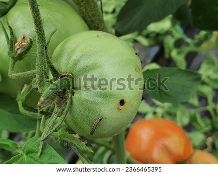 Small Helicoverpa armigera (Lepidoptera: Noctuidae) caterpillar on a green tomato plant. It is also called the cotton bollworm, corn earworm, or bollworm. Royalty-Free Stock Photo #2366465395