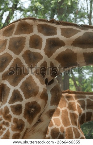 texture of giraffes body in a cage of zoo