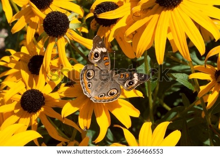 Common Buckeye butterfly sips nectar black eyed susan flowers Royalty-Free Stock Photo #2366466553