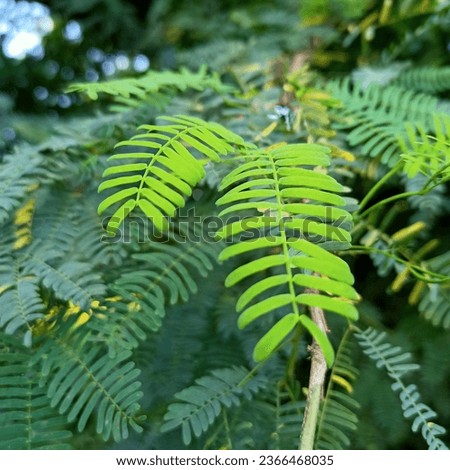 Prosopis juliflora (Algaroba, Mesquite, Junglee Kikar
) Leaf Stock Image Royalty-Free Stock Photo #2366468035