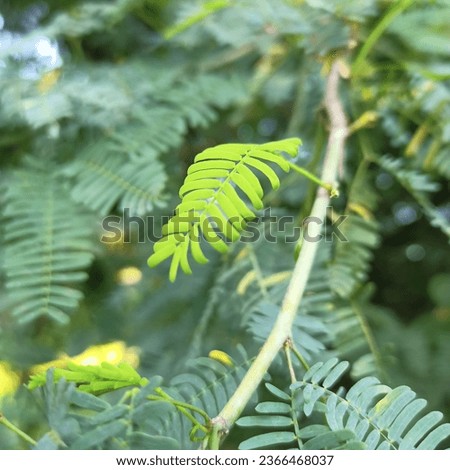 Prosopis juliflora (Algaroba, Mesquite, Junglee Kikar
) Leaf Stock Image Royalty-Free Stock Photo #2366468037