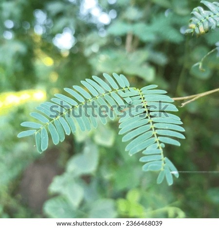 Prosopis juliflora (Algaroba, Mesquite, Junglee Kikar
) Leaf Stock Image Royalty-Free Stock Photo #2366468039
